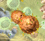 The hepatitis C virus enters the liver through the bloodstream